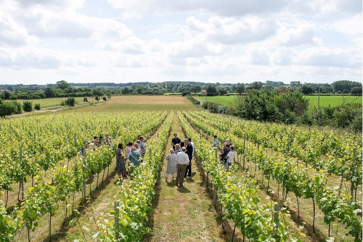 A Magical Autumn Evening at Flint Vineyard: Flint Magic Returns to South Norfolk